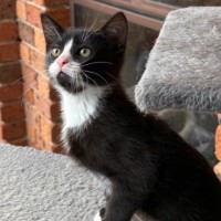 Photo of Archie 🖤🤵‍♂️
