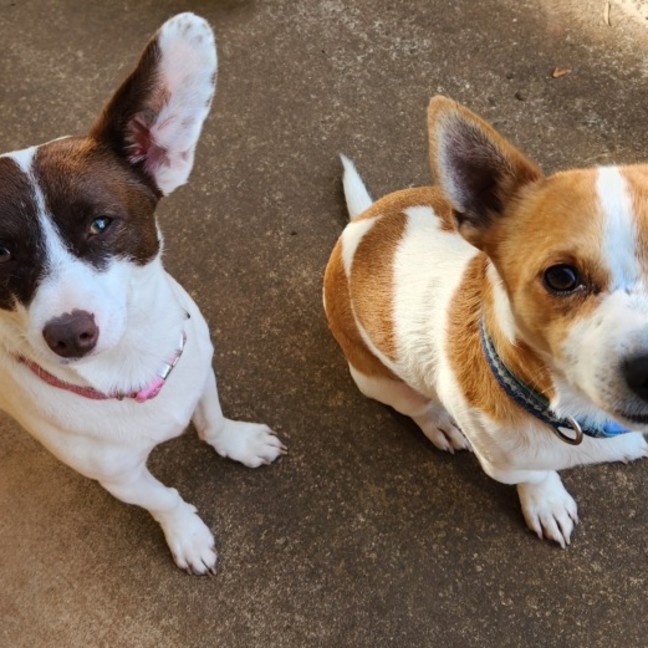 Photo of Dougie And Timmy