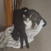Photo of Huey And Louey 
