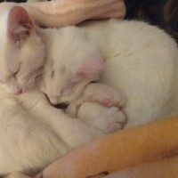 Photo of Samwise Gamgee 👑