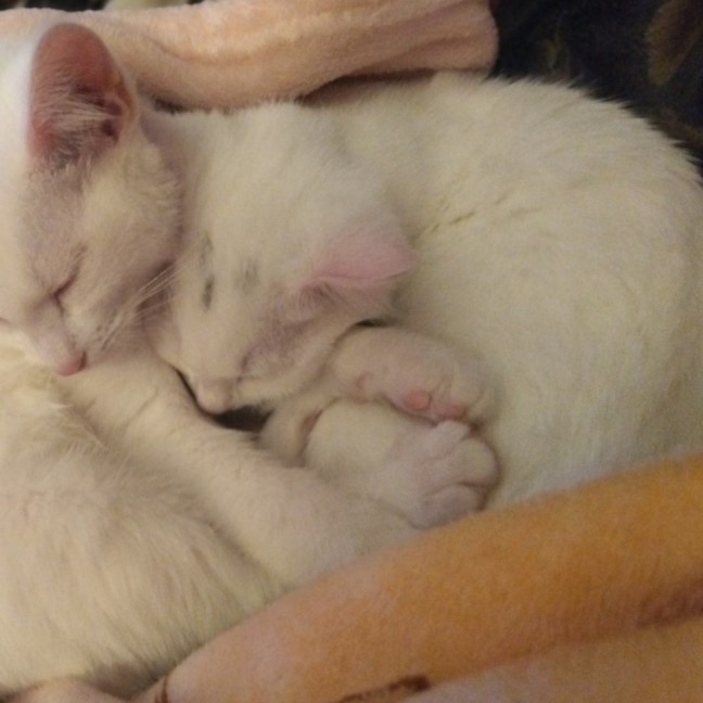 Photo of Samwise Gamgee 👑