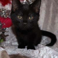 Photo of Nugget