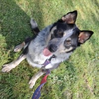 Photo of Maple 