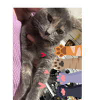 Photo of Miss Lemon Violet 