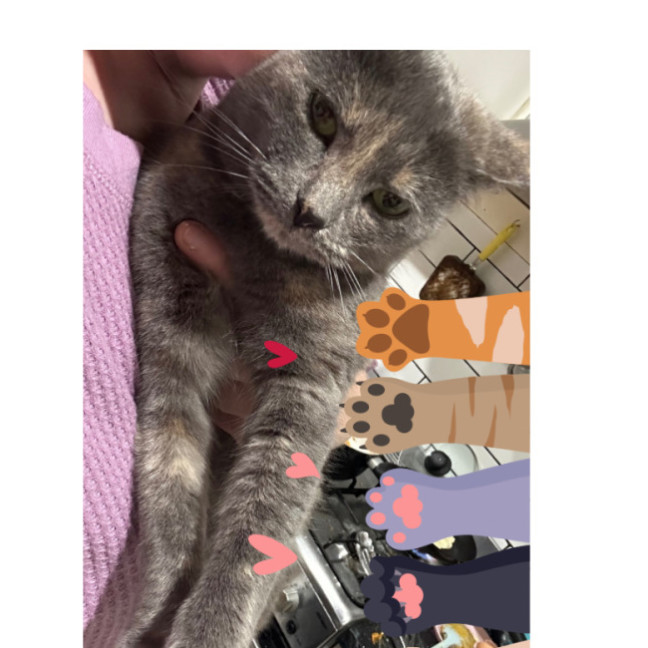 Photo of Miss Lemon Violet 