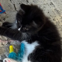 Photo of Oreo