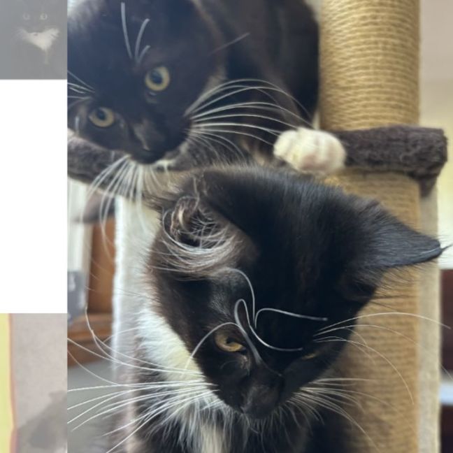 Photo of Sage & Rosemary 