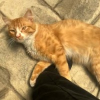 Photo of Foxy ** 2nd Chance Cat Rescue**