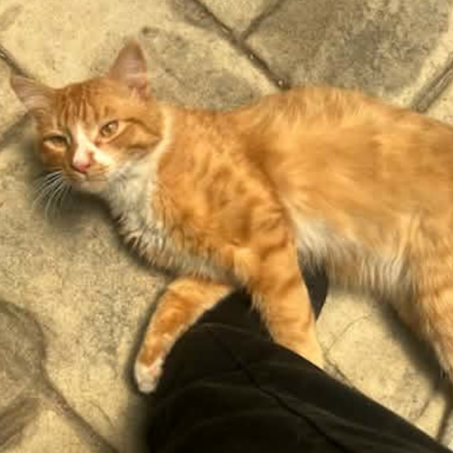 Photo of Foxy ** 2nd Chance Cat Rescue**