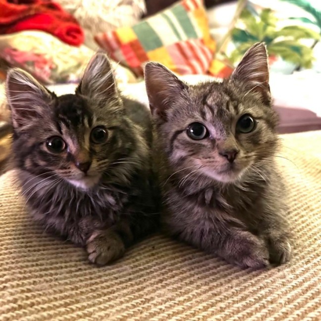 Photo of Clover