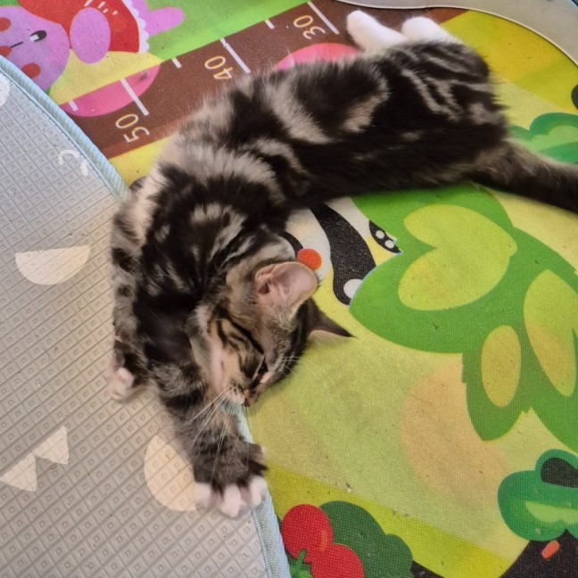 Photo of Caspian 💙