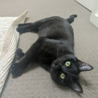 Photo of Cocoa