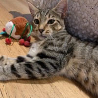 Photo of Phineas & Foxy