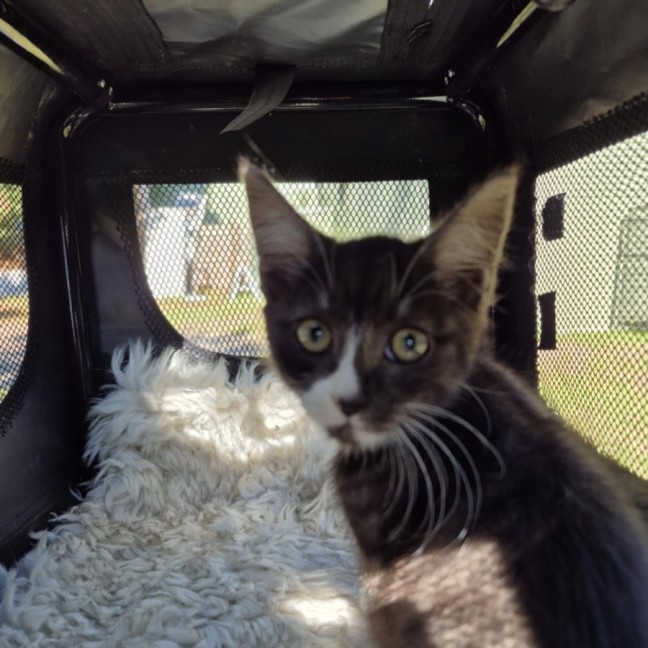 Photo of Bubba ** 2nd Chance Cat Rescue**