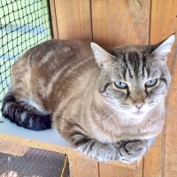 Photo of Cinnamon 