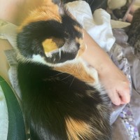 Photo of Frankie 💋 *9 Lives Project Rescue*