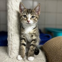 Photo of Samara
