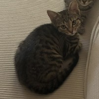 Photo of Juni ** 2nd Chance Cat Rescue **