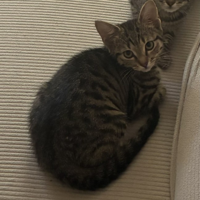 Photo of Juni ** 2nd Chance Cat Rescue **