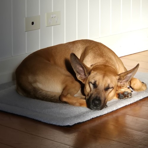 Izzy - German Shepherd Dog x Australian Kelpie Dog