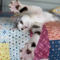 Photo of Pebbles