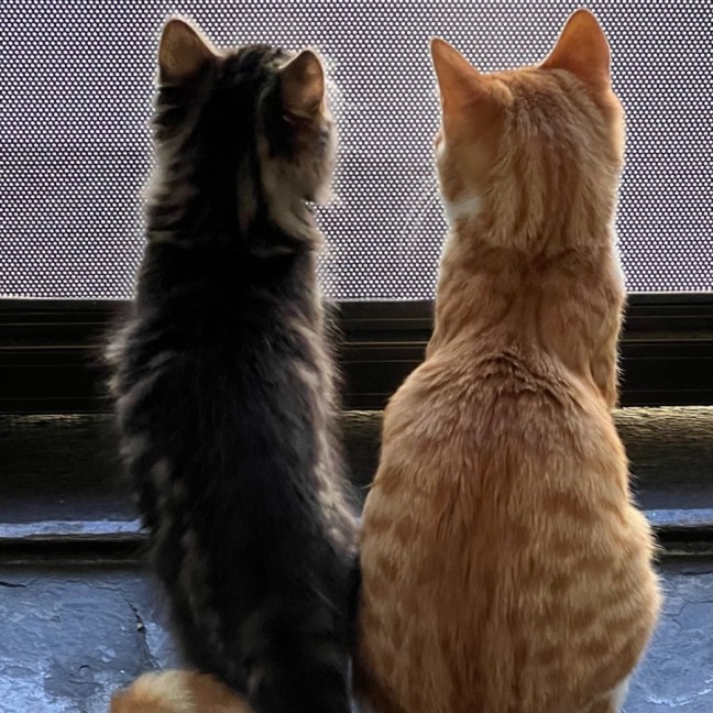 Photo of Stormie & Stella 💙🌷