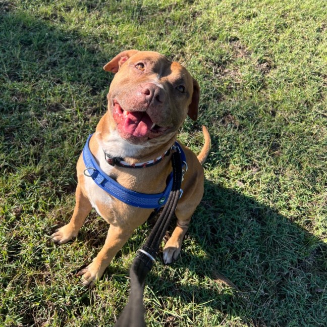 Photo of Diesel 