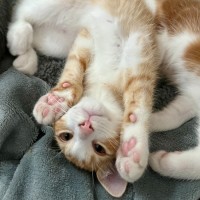 Photo of Marvin