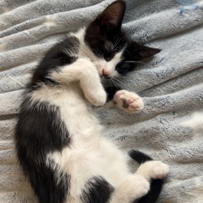 Photo of George *9 Lives Project Rescue*