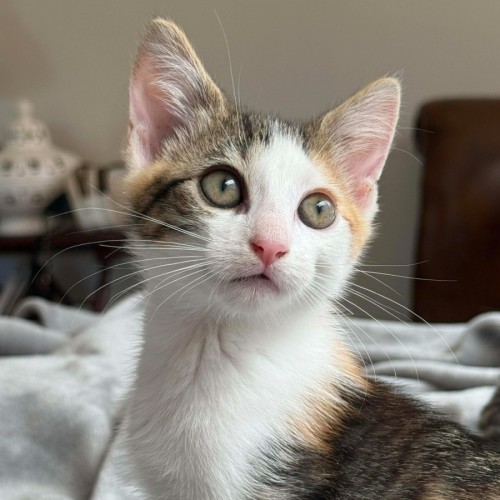 Patsy - Domestic Short Hair (DSH) Cat