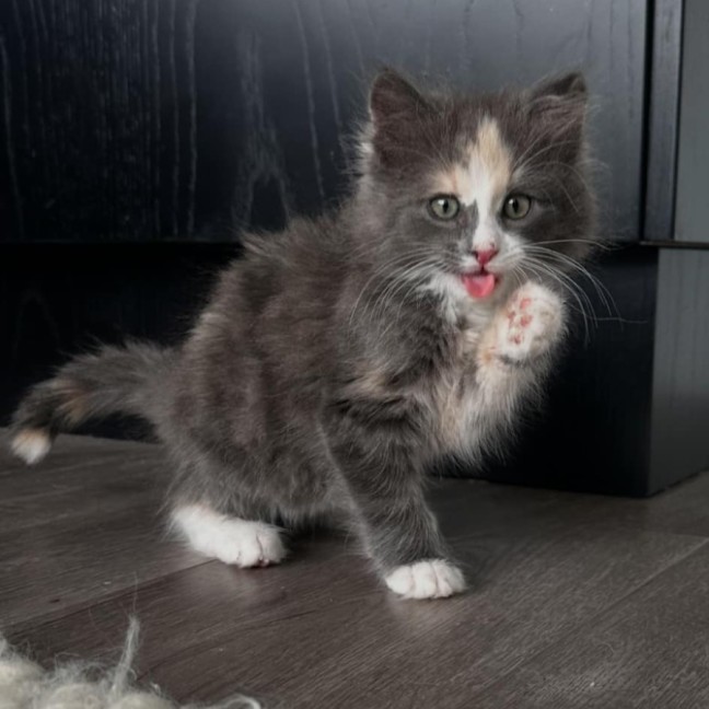 Photo of Myla
