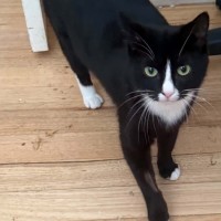 Photo of Maggie *9 Lives Project Rescue*