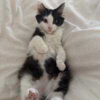 Photo of Humbug