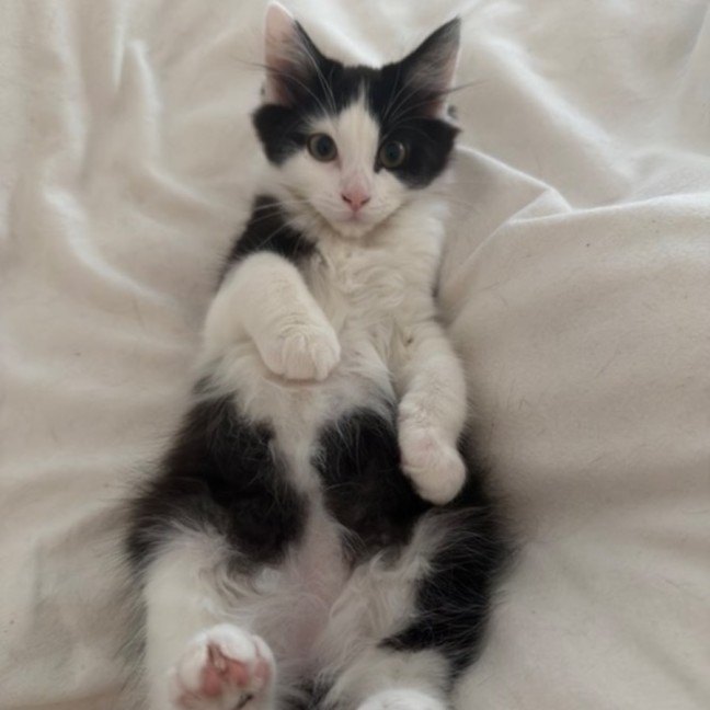 Photo of Humbug