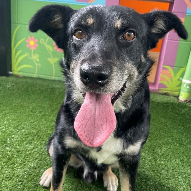 Photo of D1239 Richard