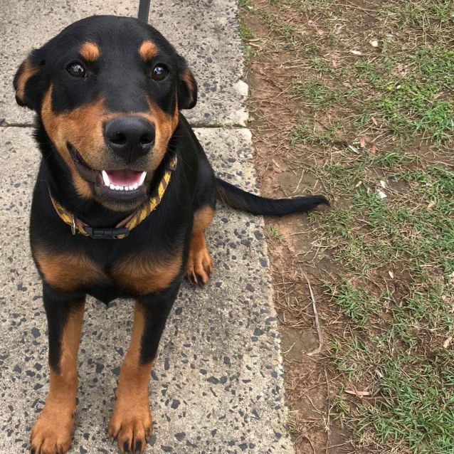 Beliah - Medium Female Rottweiler Mix Dog in QLD - PetRescue