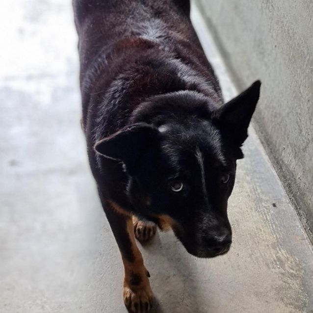 Photo of Tank