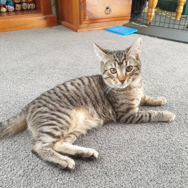 Photo of Otto   Meet Me At Neko Hq/Cat Lounge Preston