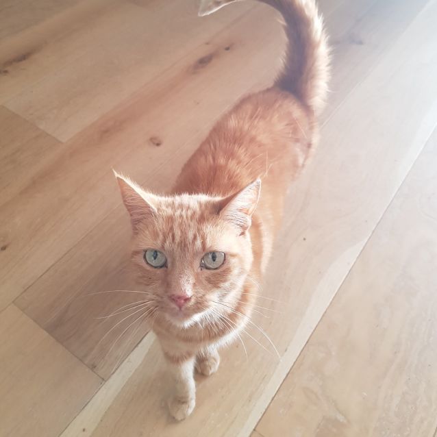 Photo of Daisy   Located In St. Kilda East