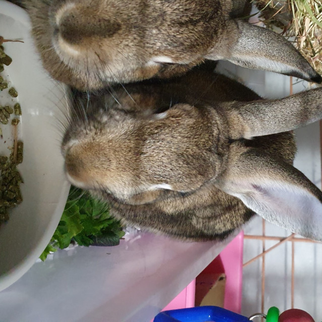 Photo of Din Din & Nala