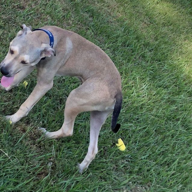 Photo of Chance
