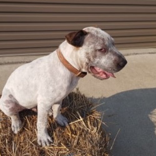 Elliott