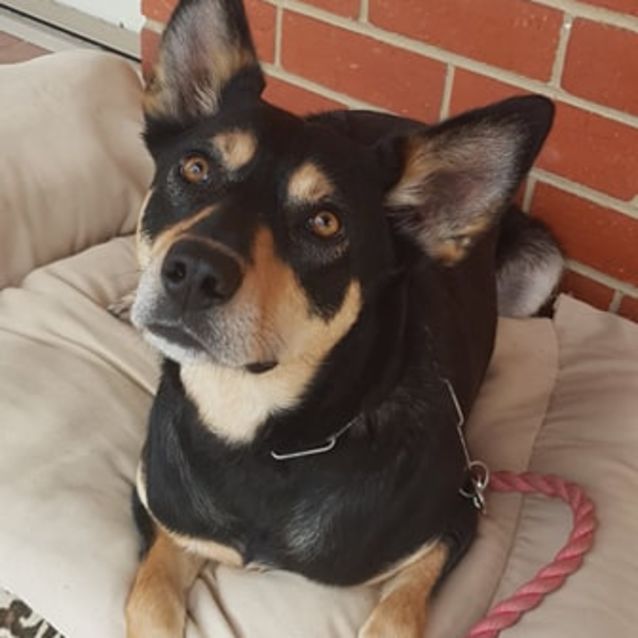 Photo of Woody