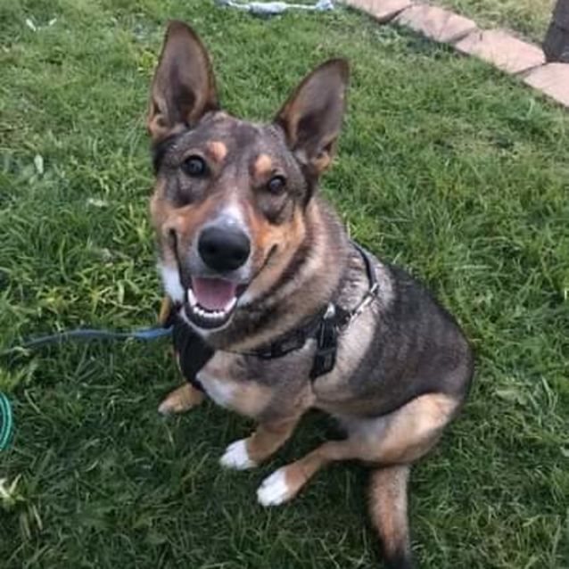 Mia Medium Female Staffordshire Bull Terrier x German Shepherd Dog in QLD PetRescue