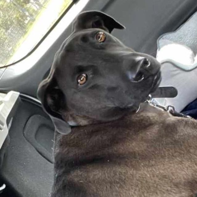 Photo of Moose