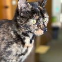 Photo of Millie
