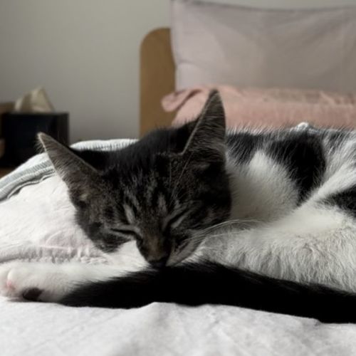 Chobani ** 2nd Chance Cat Rescue**