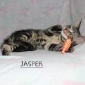 Photo of Jasper