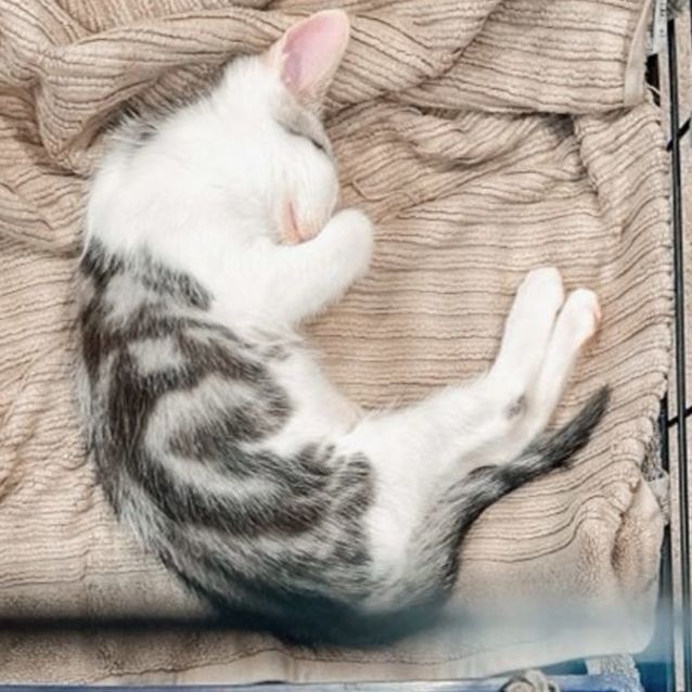 Photo of Roo And Tigger