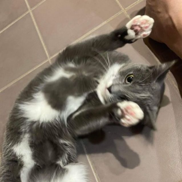 Photo of Millie